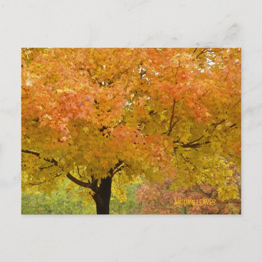 Carte postale d'arbres d'automne dorés (Devant)
