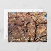 Carte postale d'arbres de fleurs de cerisier (Devant / Derrière)