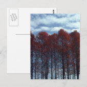 Carte postale d'arbres de Sourwood (Devant / Derrière)