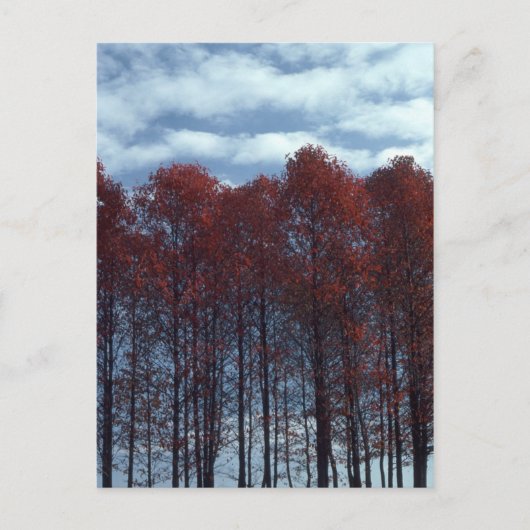 Carte postale d'arbres de Sourwood (Devant)