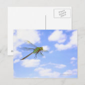 Carte Postale Dard vert (Anax junius) volant contre (Devant / Derrière)