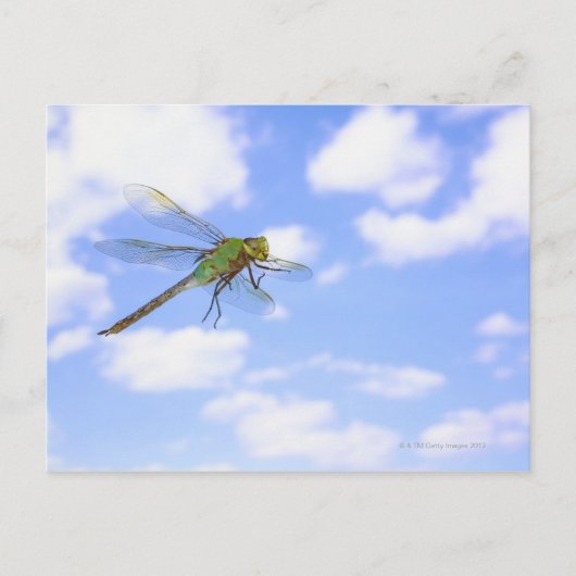 Carte Postale Dard vert (Anax junius) volant contre (Devant)