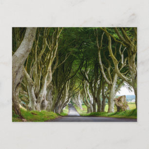 Carte Postale Dark Hedges en Irlande
