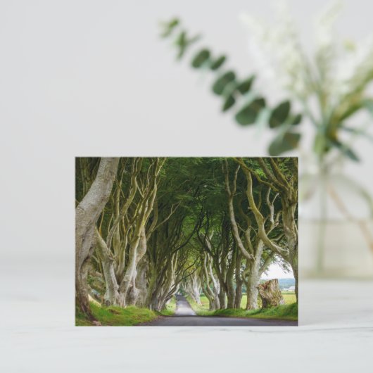 Carte Postale Dark Hedges en Irlande (Debout devant)