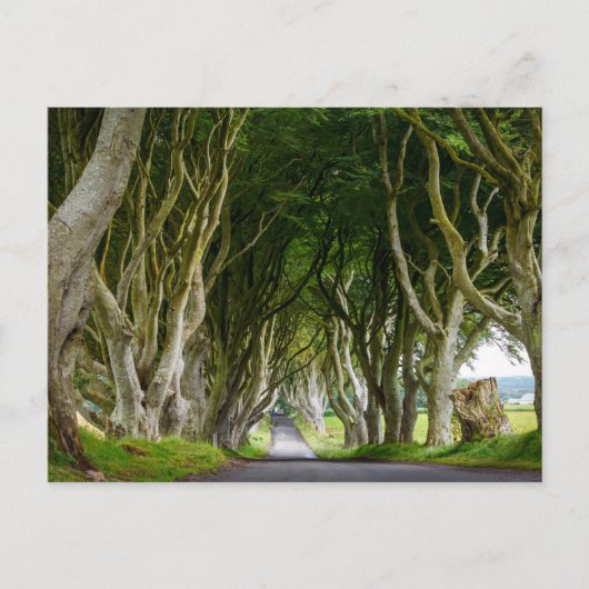 Carte Postale Dark Hedges en Irlande (Devant)