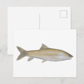 Carte Postale Dark Mahseer (Devant / Derrière)