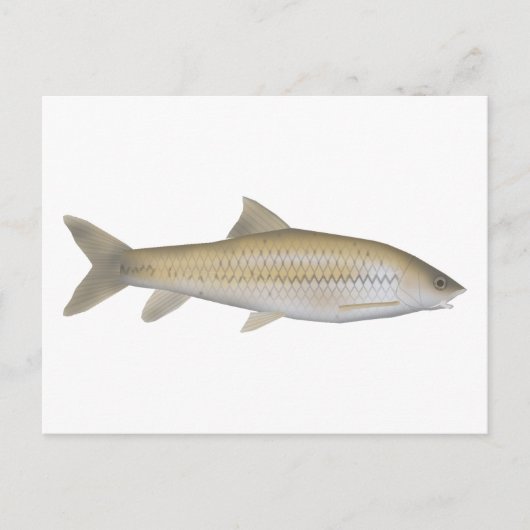 Carte Postale Dark Mahseer (Devant)