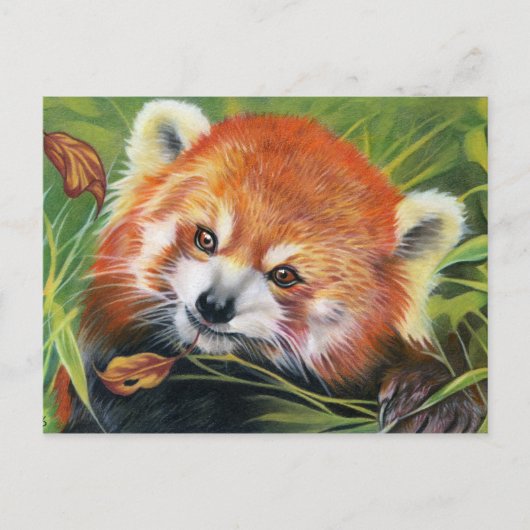 Carte postale d'art animal Red Panda (Devant)