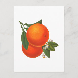 Carte postale d'art de caisse vintage d'oranges