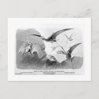 Carte postale d'art de ptérodactyles