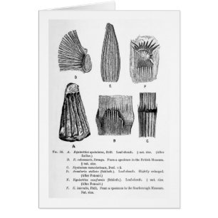 Carte postale d'art de spatulatus d'Equisetites