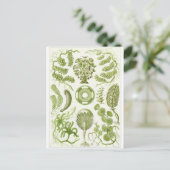 Carte postale d'art d'Ernst Haeckel : Siphoneae (Debout devant)