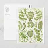 Carte postale d'art d'Ernst Haeckel : Siphoneae (Devant / Derrière)