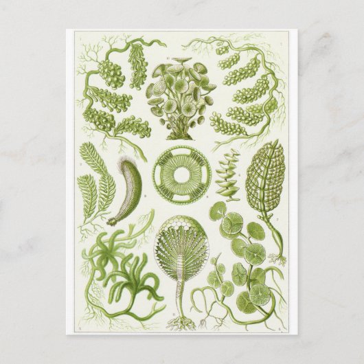 Carte postale d'art d'Ernst Haeckel : Siphoneae (Devant)