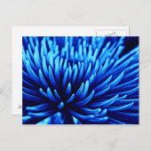 Carte postale d'art floral Chrysanthemum bleu (Devant / Derrière)