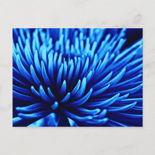 Carte postale d'art floral Chrysanthemum bleu (Devant)