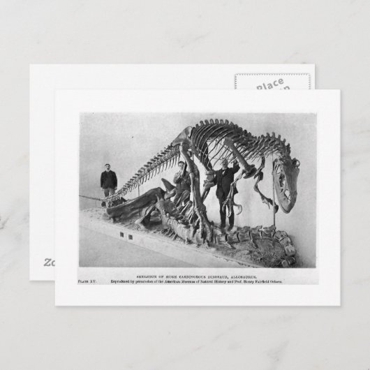 Carte postale d'art squelette d'Allosaurus (Devant / Derrière)