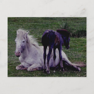 Carte Postale Dartmoor Gris Gris Gris Mare Repose Foie debout