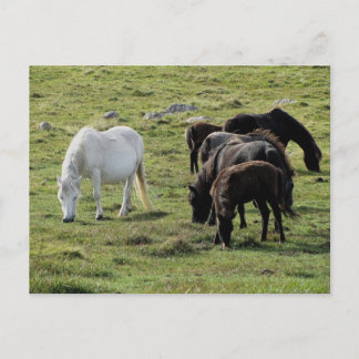 Carte Postale Dartmoor Ponies Grazing été
