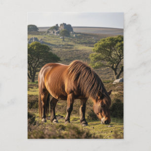 Carte Postale Dartmoor Pony dans le parc national Dartmoor Voyag
