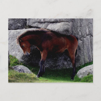 Carte Postale Dartmoor Pony Foal Itching Bone Hill Rocks