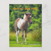 Carte postale Dartmoor Pony Foie (Devant)