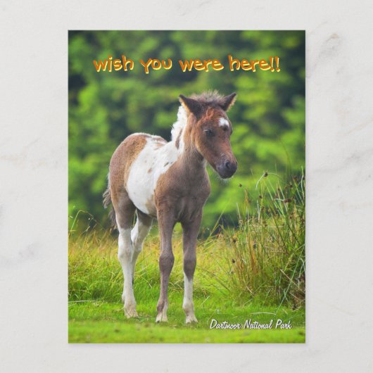Carte postale Dartmoor Pony Foie (Devant)