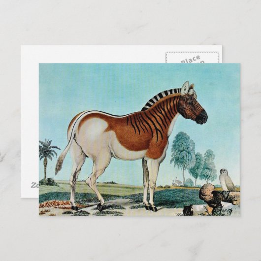Carte Postale Das Steppenzebra ou The Quagga (1882) (Devant / Derrière)