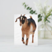 Carte Postale Dashin Sunnite Dans La Neige (Debout devant)