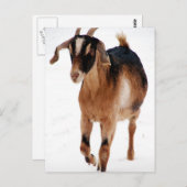 Carte Postale Dashin Sunnite Dans La Neige (Devant / Derrière)