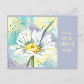 Carte postale d'Aster de l'ancien champ blanc poil