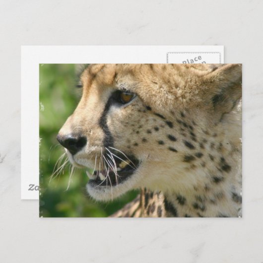 Carte postale d'attaque de Cheetah (Devant / Derrière)