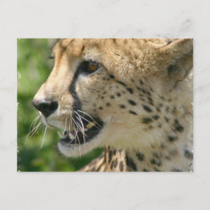 Carte postale d'attaque de Cheetah