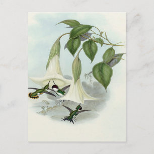 Carte Postale Datura et Hummingbird