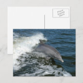 Carte Postale Dauphin (Devant / Derrière)