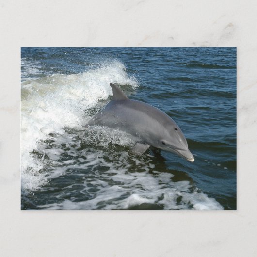 Carte Postale Dauphin (Devant)