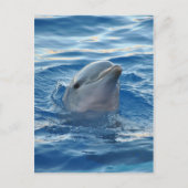Carte Postale Dauphin (Devant)