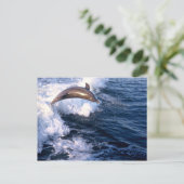 Carte Postale Dauphin (Debout devant)