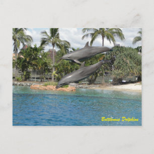 Carte Postale Dauphin à bec