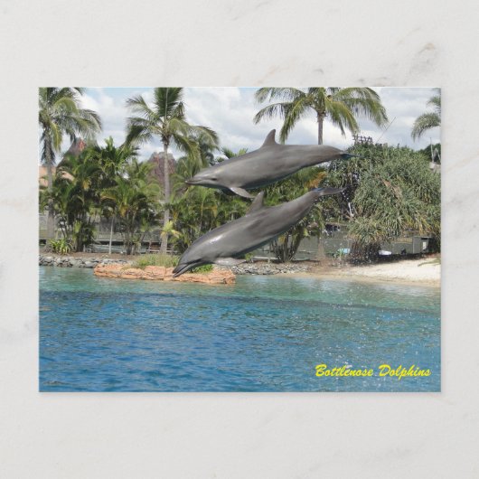 Carte Postale Dauphin à bec (Devant)