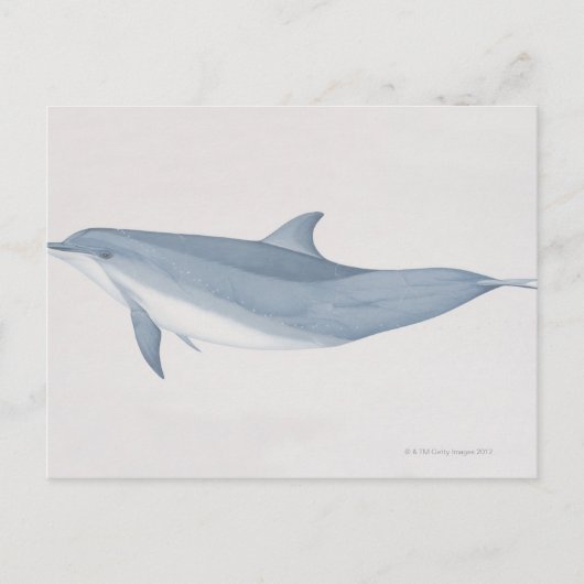 Carte Postale Dauphin à bec (Devant)
