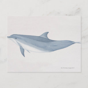 Carte Postale Dauphin à bec
