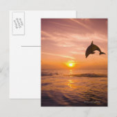 Carte Postale Dauphin à col blanc 2 (Devant / Derrière)