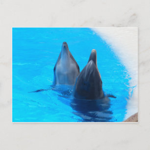 Carte Postale dauphin à gros nez poisson marin océan sous l'eau