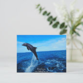 Carte Postale Dauphin à nez de bouteille (Debout devant)