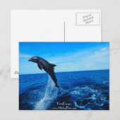 Carte Postale Dauphin à nez de bouteille (Devant / Derrière)
