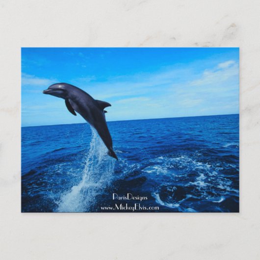 Carte Postale Dauphin à nez de bouteille (Devant)