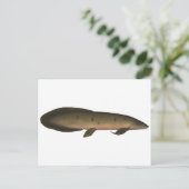 Carte Postale Dauphin australien (Debout devant)