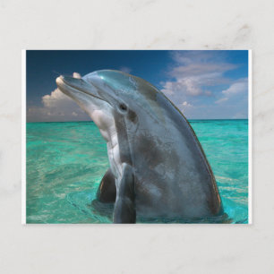 Carte Postale Dauphin aux Bahamas