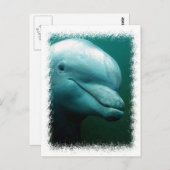 Carte postale Dauphin Bottlenose (Devant / Derrière)
